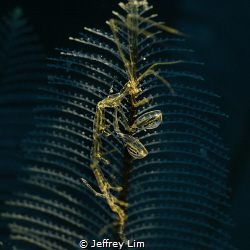 Skeleton shrimp by Jeffrey Lim 